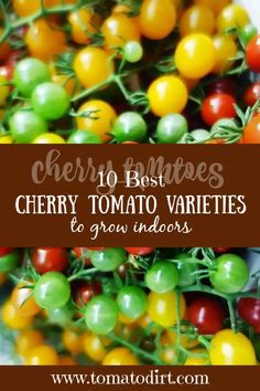 cherry tomatoes and other vegetables with text overlay reading cherry tomatoes, cherry tomato varieties to grow indoors