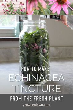 how to make echinacea tincture from the fresh plant Benefits Of Echinacea, Echinacea Tincture, Herbal Medicine Cabinet, Natural Medicine Cabinet, Herbal Medicine Recipes, Diy Herbal Remedies, Herbal Recipes