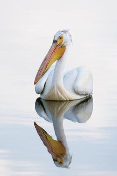 a white pelican is sitting in the water with its reflection on it's surface