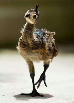 a small bird standing on its hind legs