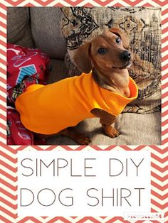 a small dog wearing an orange shirt with the words, simple diy dog shirt