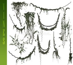 vines on white paper with green border and black text, in the center is an image of