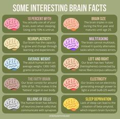 some interesting brain fact is shown in this poster