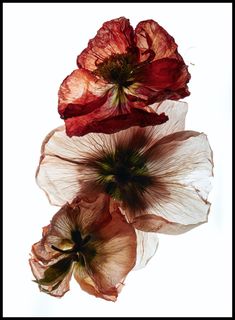 three red and white flowers on a white background