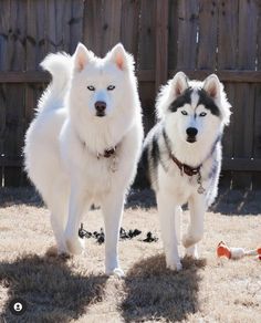 two white and black dogs standing next to each other