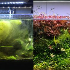 an aquarium filled with plants and algaes next to a fish tank full of water