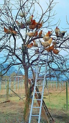 a flock of birds sitting on top of a tree next to a ladder in the middle of a field