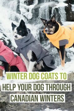 two dogs wearing coats in the snow with text overlay that reads winter dog coats to help your dog through canadian winters