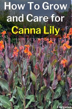 an image of how to grow and care for canna lilys in the garden