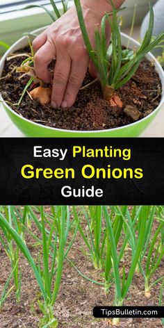 someone is planting green onions in a pot with text overlay that reads easy planting green onions guide