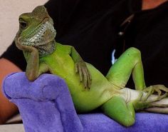 a green lizard sitting on top of a purple towel next to a person's arm