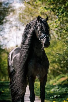 a large black horse standing on top of a wooden walkway next to flowers and trees