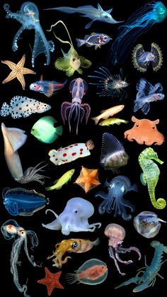 an assortment of sea animals on a black background