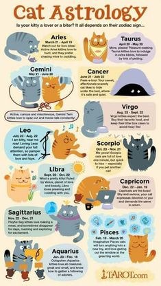 the cat astrology poster shows cats in different positions