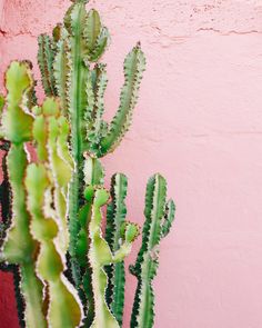 a green cactus next to a pink wall