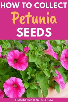 Collecting petunia seeds Saving Flower Seeds, How To Grow Flowers From Seeds, How To Collect Seeds From Flowers, How To Harvest Seeds From Flowers, Saving Seeds From Flowers, How To Save Flower Seeds, How To Save Seeds From Flowers, How To Save Seeds From Vegetables, Harvesting Seeds From Flowers