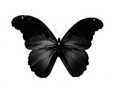 a black and white photo of a butterfly