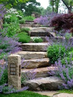 stone steps lead up to purple flowers in the garden