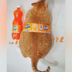 an orange cat laying on the floor next to two bottles of fruit juice