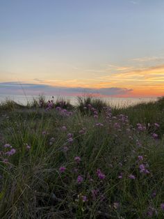 the sun is setting over the ocean with wildflowers growing in the foreground