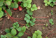 green plants growing in the dirt with red stems and leaves on it's sides