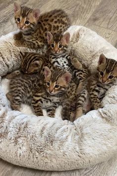 five kittens are sitting in a pet bed on the floor and one is looking at the camera