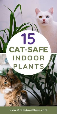 two cats sitting next to each other with the words 15 cat - safe indoor plants