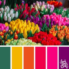 the color scheme is bright and colorful, with tulips in different colors on each side