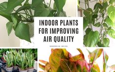 indoor plants for imppoing air quality