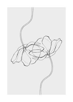 a line drawing of a single flower on a white background, with the petals still attached