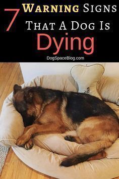 a dog laying on top of a bed with the words 7 warning signs that a dog is dying