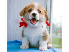 a brown and white puppy sitting on top of a blue blanket