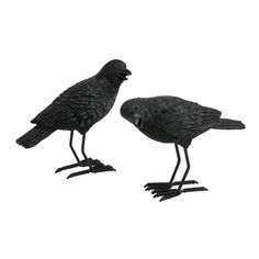 two black birds standing next to each other