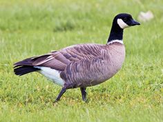 a duck is walking in the grass