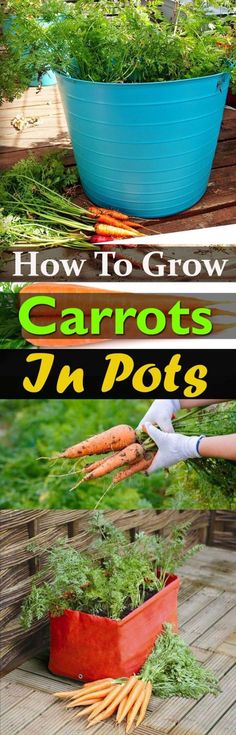 how to grow carrots in pots