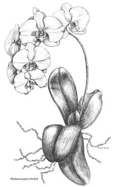 a drawing of some flowers on a white background with the words phalapenia orchid