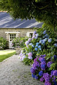 some purple and blue flowers in front of a house