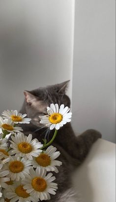 a cat sitting on top of a white chair with flowers in it's paws