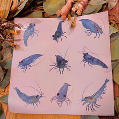 several blue bugs and other insects on a sheet of paper