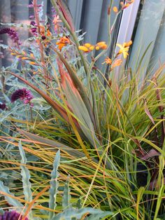 an assortment of plants and flowers in front of a building