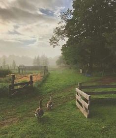 there are two ducks walking in the grass