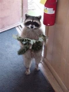 a raccoon standing in front of a door and holding something up to its face