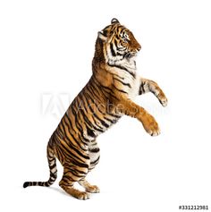 a tiger jumping up in the air