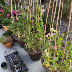 several potted plants are lined up on the ground