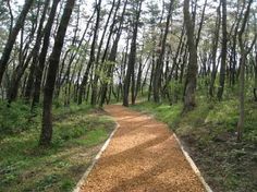 a dirt path in the middle of a forest