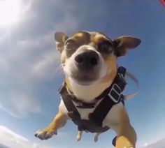 a small dog is flying through the air