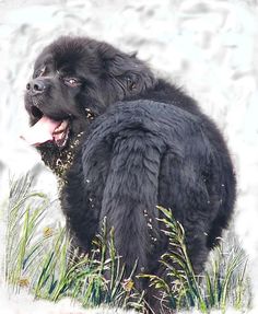 a large black dog standing on top of a snow covered ground next to tall grass