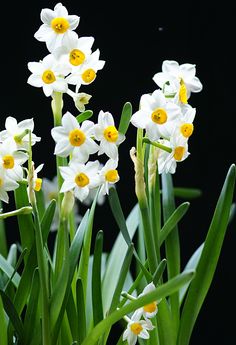 some white and yellow flowers with green stems