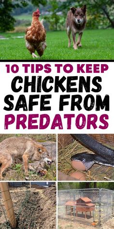 chickens are safe from predators in the yard and on the lawn, as well as other animals