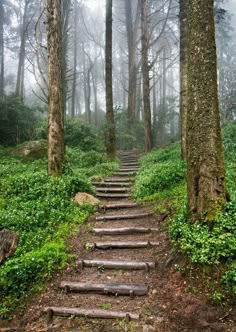 a set of stairs in the middle of a forest